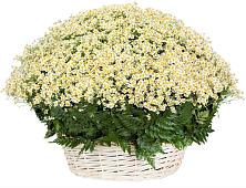 Цветочная композиция из Ромашки в корзине #REPLACE_PRED# Приводино